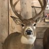 Very beautiful high-capital whitetail deer head (Odocoileus virginianus) from Canada.