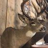 Very beautiful high-capital whitetail deer head (Odocoileus virginianus) from Canada.