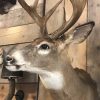 Very beautiful high-capital whitetail deer head (Odocoileus virginianus) from Canada.