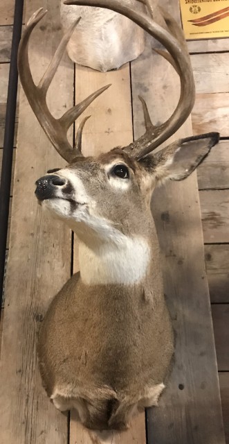Very beautiful high-capital whitetail deer head (Odocoileus virginianus) from Canada.