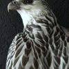 Very beautifully mounted taxidermy gyrfalcon