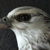 Very beautifully mounted taxidermy gyrfalcon