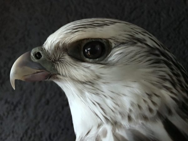 Very beautifully mounted taxidermy gyrfalcon