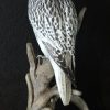 Very beautifully mounted taxidermy gyrfalcon