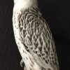 Very beautifully mounted taxidermy gyrfalcon