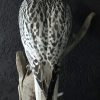 Very beautifully mounted taxidermy gyrfalcon