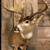 Nice taxidermy head of a sika deer