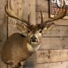 Very beautifully taxidermy head of an American Muledeer