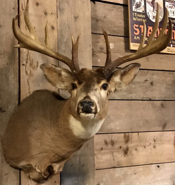 Very beautifully taxidermy head of an American Muledeer