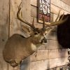 Very beautifully taxidermy head of an American Muledeer