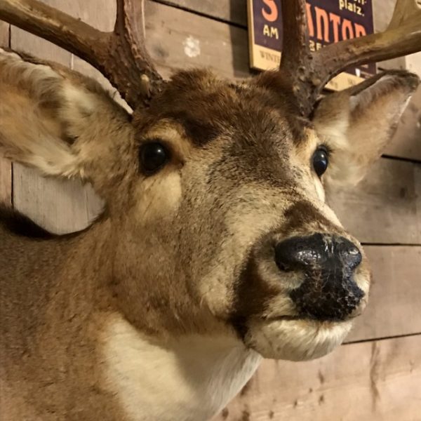 Very beautifully taxidermy head of an American Muledeer