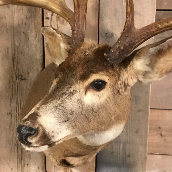 Very beautifully taxidermy head of an American Muledeer