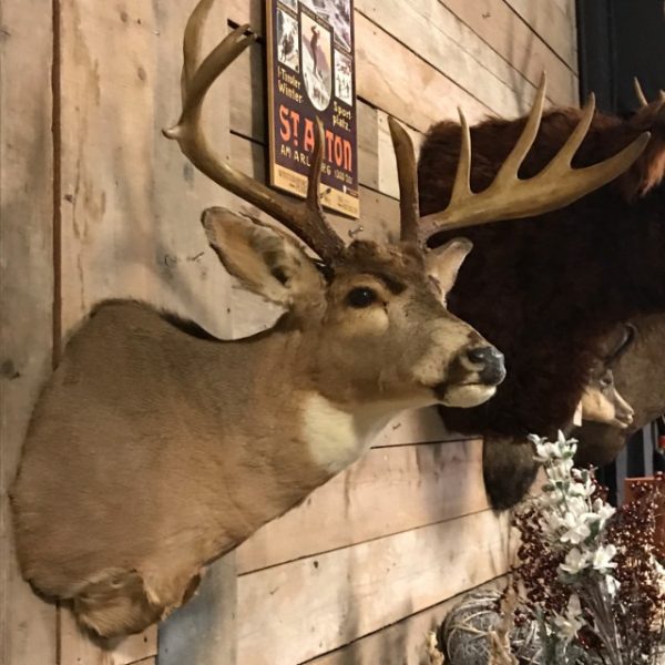 Very beautifully taxidermy head of an American Muledeer