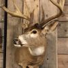 Very beautifully taxidermy head of an American Muledeer