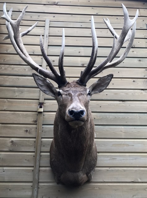 Sehr große Jagdtrophäe einer kapitaler rothirsch