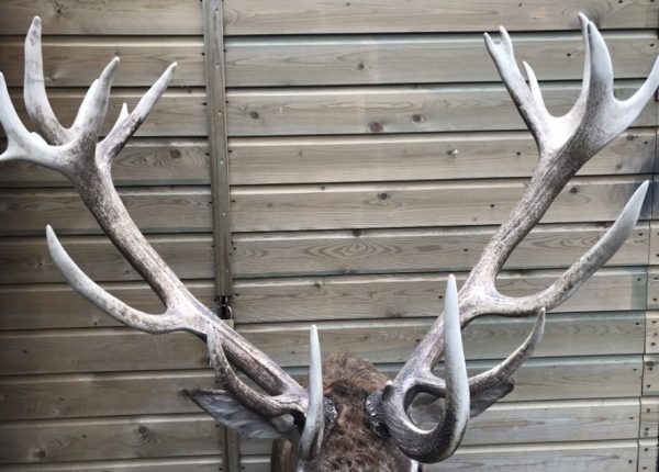 Very big hunting trophy of a capital red stag