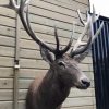 Very big hunting trophy of a capital red stag