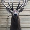 Very big hunting trophy of a capital red stag