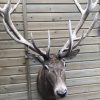 Very big hunting trophy of a capital red stag