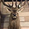 Big taxidermy head of a deer