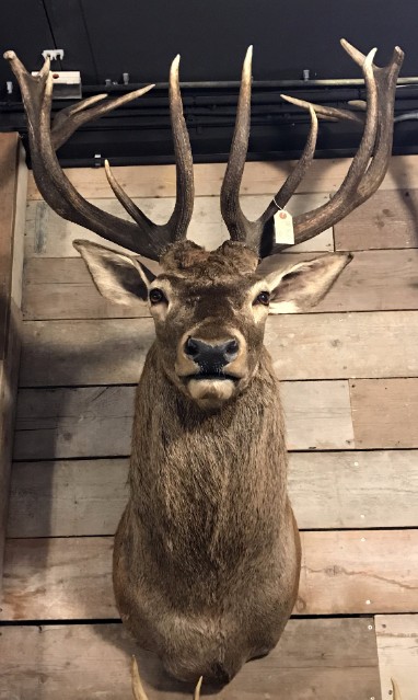 Sehr große Jagdtrophäe einer rothirsch.