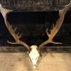 Very capital fallow deer antlers