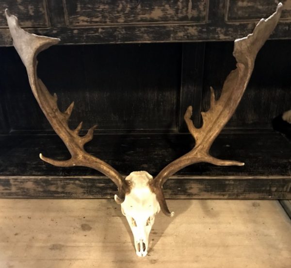 Very capital fallow deer antlers