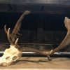 Very capital fallow deer antlers