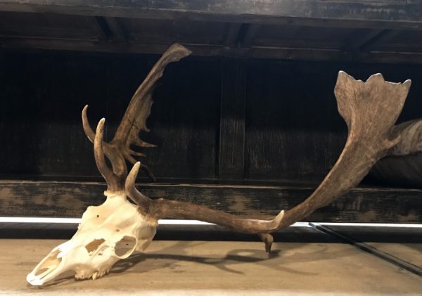 Very capital fallow deer antlers