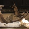 Beautiful deer antlers with complete skull.
