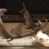 Beautiful bleached and polished kudu skulls