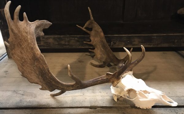 Very capital fallow deer antlers