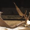 Very capital fallow deer antlers