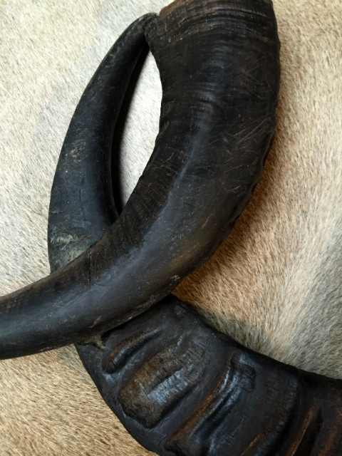 Zeer decoratieve losse hoorns van waterbuffel
