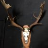 Big Collection capital fallow deer antlers