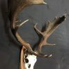 Very heavy antlers of a fallow deer.