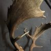 Very heavy antlers of a fallow deer.