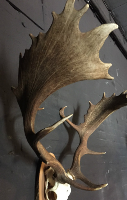 Very heavy antlers of a fallow deer.
