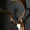 Very heavy antlers of a fallow deer.