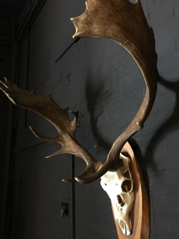 Very heavy antlers of a fallow deer.