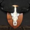 Very heavy skull of a cape buffalo