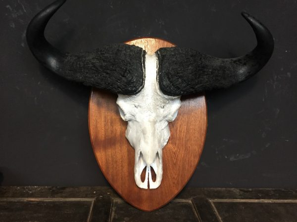 Very heavy skull of a cape buffalo