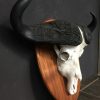 Very heavy skull of a cape buffalo