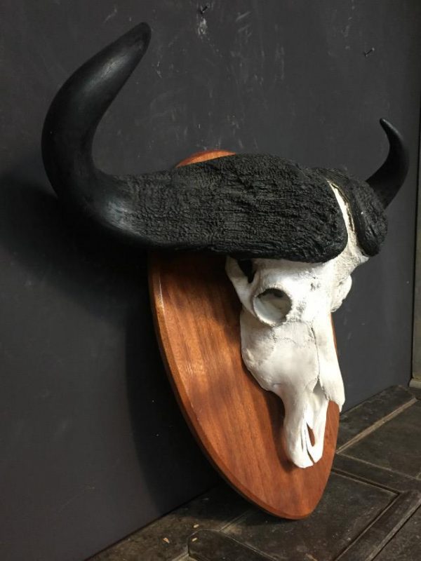 Very heavy skull of a cape buffalo