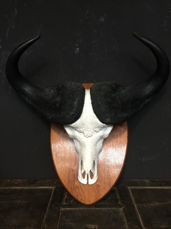 Zeer zware schedel van een Kaapse buffel.