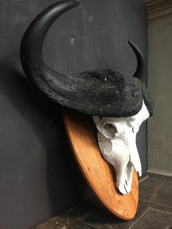 Very heavy skull of a cape buffalo