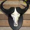 Very heavy skull of a cape buffalo