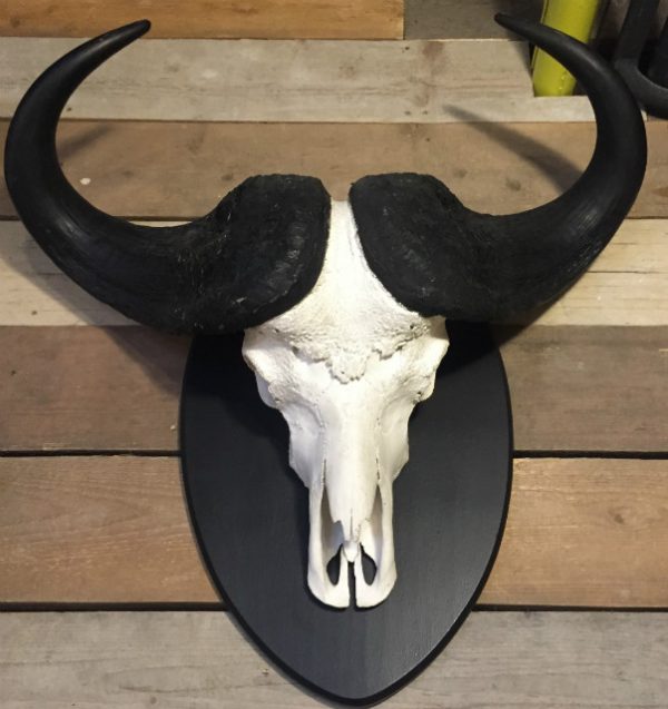 Zeer zware schedel van een Kaapse buffel.