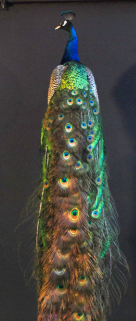 Very imposing stuffed peacock