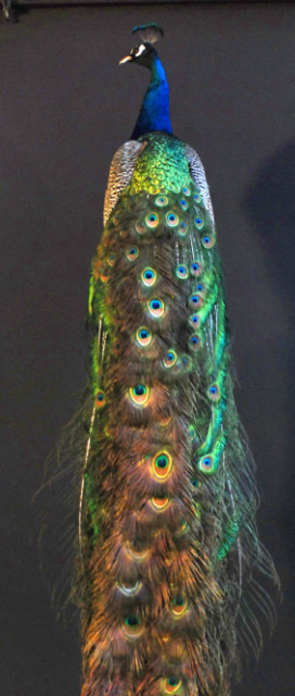 large stuffed peacock